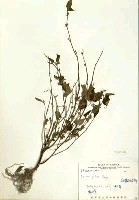 細齒水蛇麻藏品圖，第2張